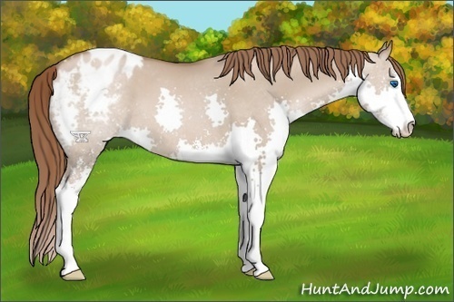 Horse Color:Grullo Pearl Sabino Splash Appaloosa
