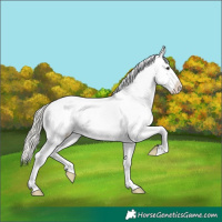 Horse Color:Silver Smoky Grullo Appaloosa 