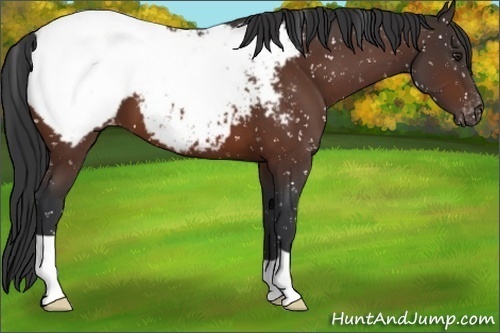 Horse Color:Brown Appaloosa 