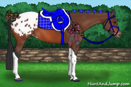 Horse Color:Bay Tobiano Appaloosa 