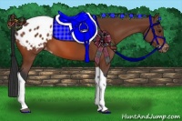 Horse Color:Bay Tobiano Appaloosa 