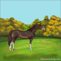 Horse Color:Liver Chestnut 