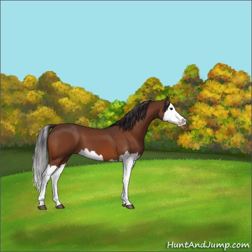 Horse Color:Buckskin Splash