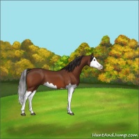 Horse Color:Buckskin Splash 