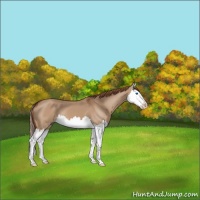 Horse Color:Red Dun Splash 