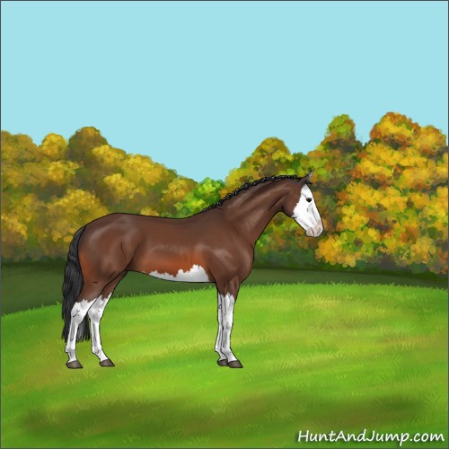 Horse Color:Bay Splash 