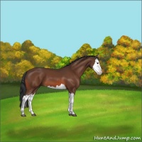 Horse Color:Bay Splash 