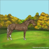 Horse Color:Chocolate Palomino 