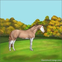 Horse Color:Gold Champagne Splash 