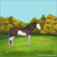 Horse Color:Buckskin Splash 