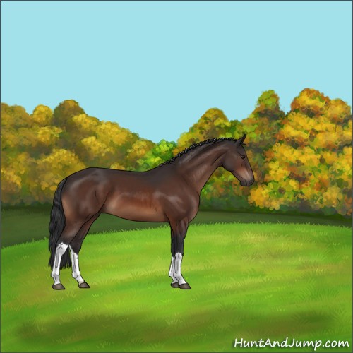 Horse Color:Brown 