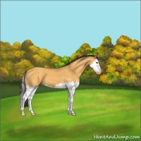 Horse Color:Buckskin Splash 