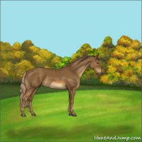 Horse Color:Chocolate Palomino Rabicano and Chocolate Palomino Rabicano