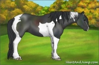 Horse Color:Black Tobiano