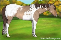 Horse Color:Bay Dun Tobiano Snowcap 