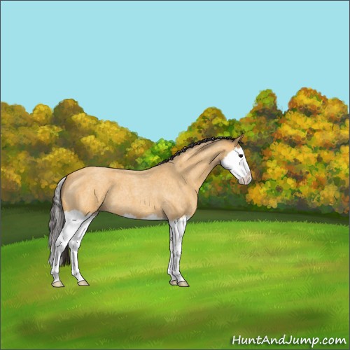 Horse Color:Buckskin Roan Splash 
