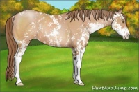 Horse Color:Brown Pearl Sabino 