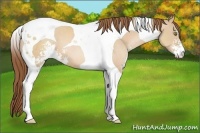 Horse Color:Brown Pearl Dun Sabino Tobiano 