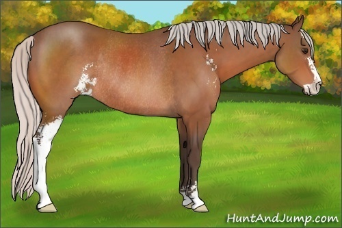 Horse Color:Silver Bay Sabino Rabicano 
