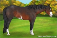 Horse Color:Brown Sabino 