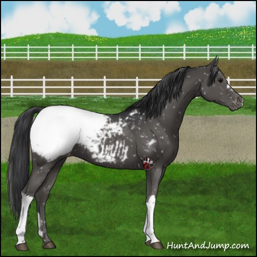 Horse Color:Black Appaloosa 