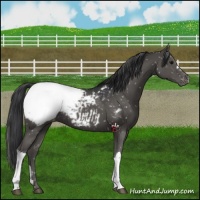 Horse Color:Black Appaloosa 