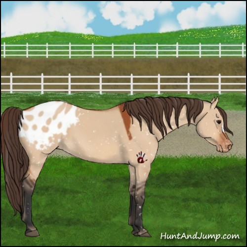 Horse Color:Bay Dun Appaloosa 
