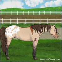 Horse Color:Bay Dun Appaloosa 