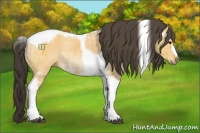 Horse Color:Buckskin Ice Tobiano Rabicano 