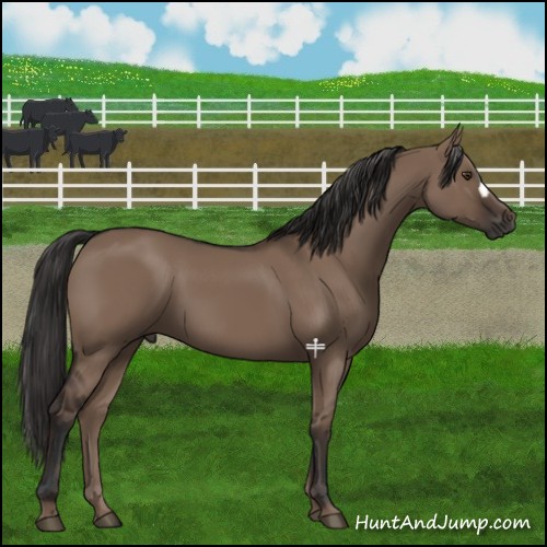Horse Color:Liver Red Dun