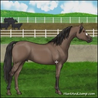 Horse Color:Liver Red Dun 