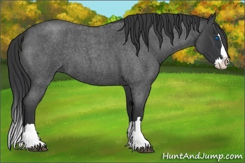 Horse Color:Blue Roan Splash