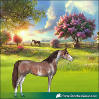 Horse Color:White Spotted Chocolate Bay 