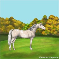 Horse Color:White Spotted Silver Perlino Sabino 