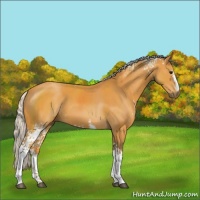 Horse Color:White Spotted Silver Buckskin 