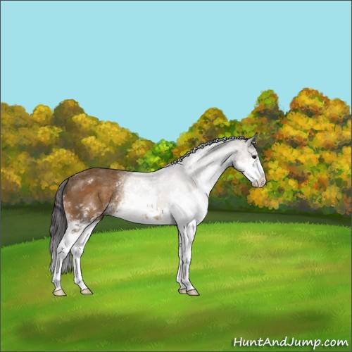 Horse Color:Buckskin Sabino