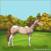 Horse Color:Buckskin Pearl Tobiano 