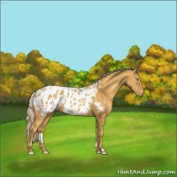 Horse Color:Gold Cream Champagne Appaloosa 
