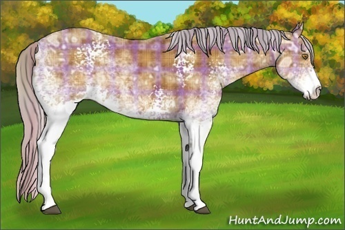 Horse Color:Plaid  White Spotted Silver Buckskin Ice 