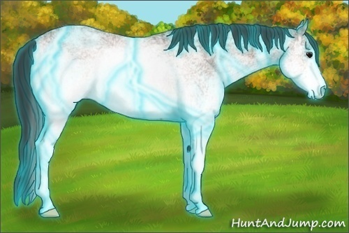 Horse Color:Thunderstruck White Spotted Bay Ice