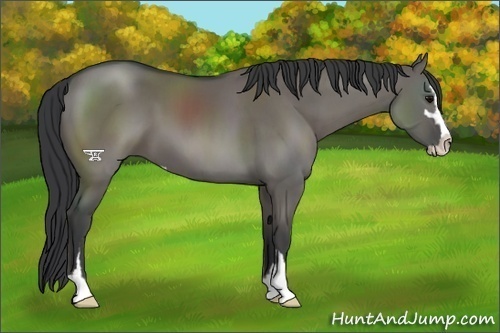 Horse Color:Grullo Sabino 