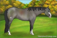 Horse Color:Grullo Sabino 