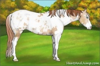 Horse Color:White Spotted Buckskin Pearl Sabino Appaloosa 