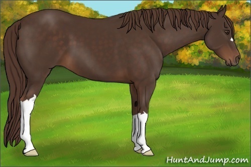 Horse Color:Liver Chestnut 