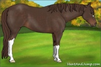 Horse Color:Liver Chestnut 