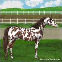 Horse Color:Liver Chestnut Appaloosa 
