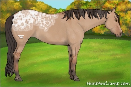 Horse Color:Bay Ice Dun 