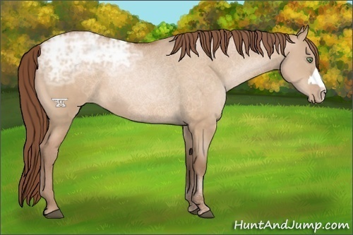 Horse Color:Brown Ice Pearl Dun 