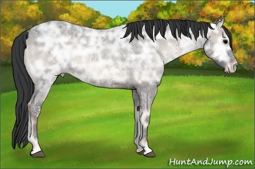 Horse Color:Blue Onyx Ice Roan 