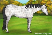 Horse Color:Blue Onyx Ice Roan